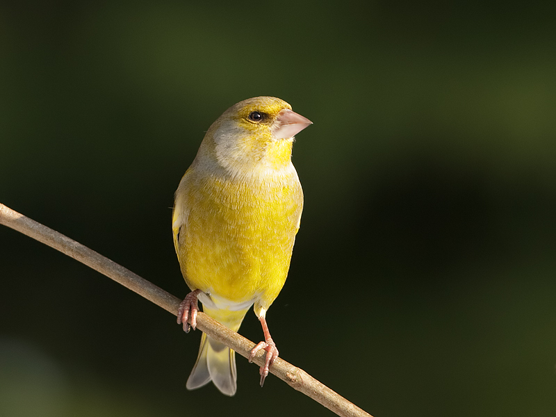 Carduelis chloris Greenfinch Groenling